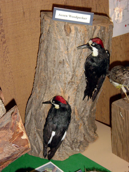 woodpeckersacorn.jpg