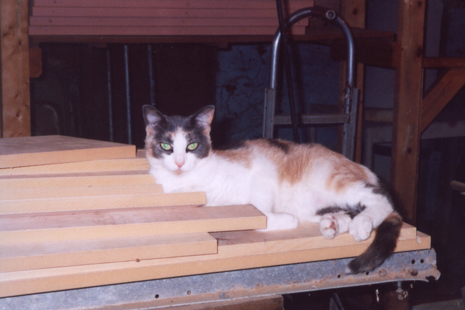 wood shop cat