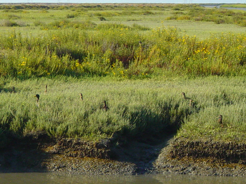 The marsh next to the mud flat is a good place to hide and look for food as well.