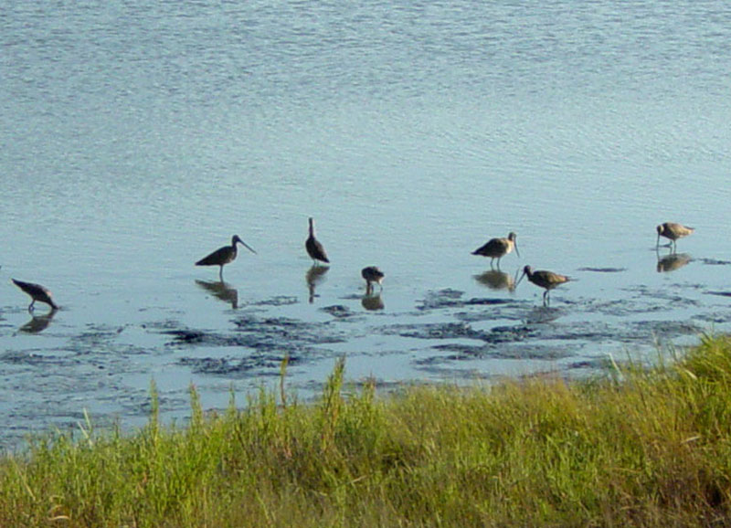 Low tide is dinner time for shore birds