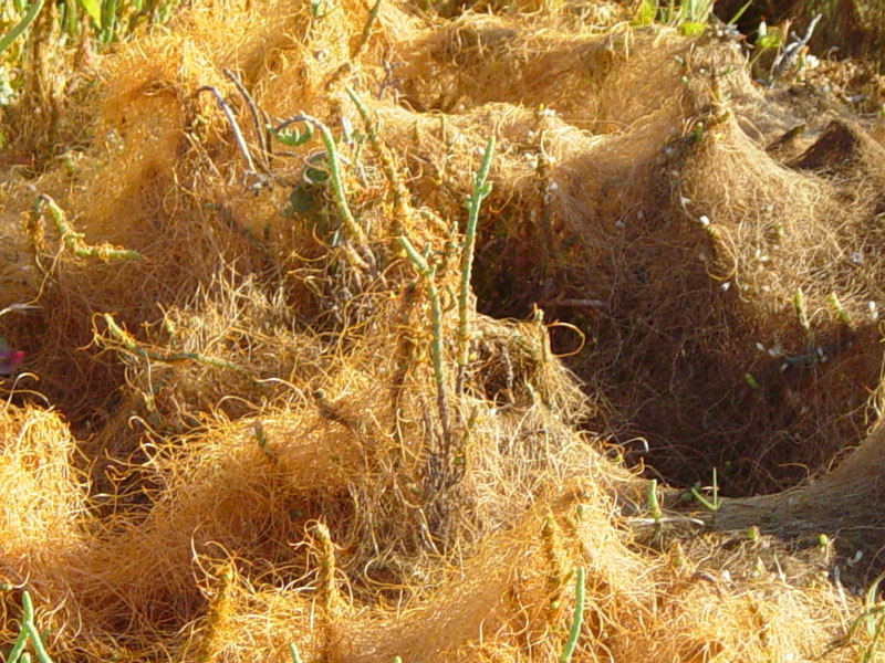 The orange stringy growth is dodder.