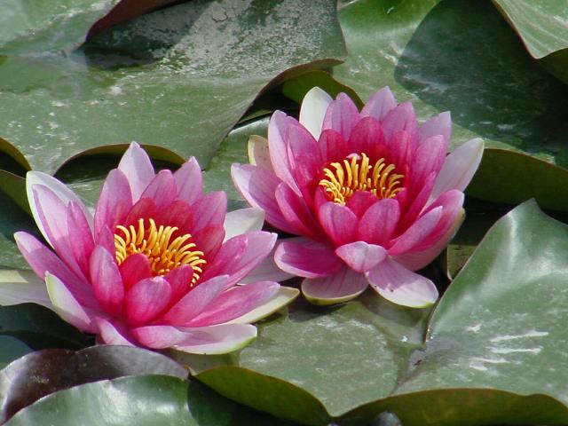 Lotus blossom