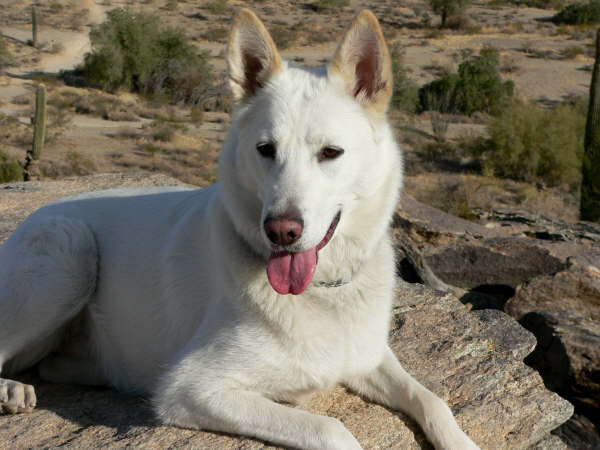 White Shepherd