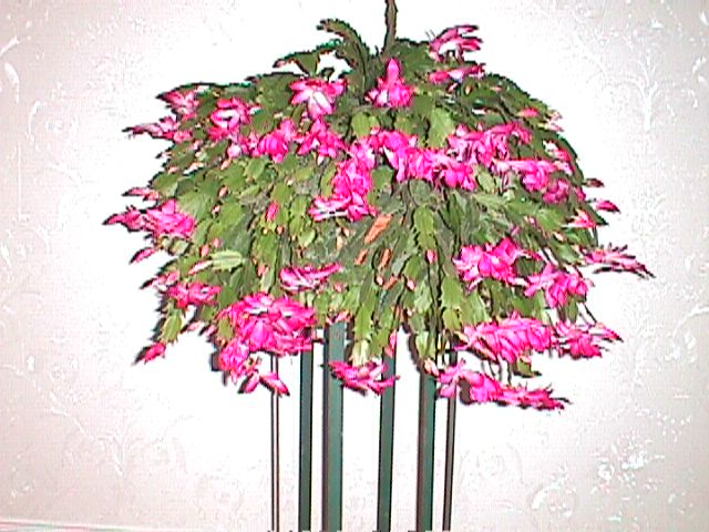 Christmas cactus in full bloom.