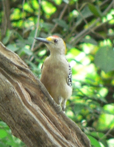 Yellow-Faced Woodpecker