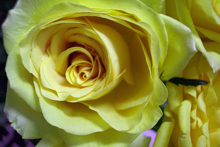 yellow_rose.jpg