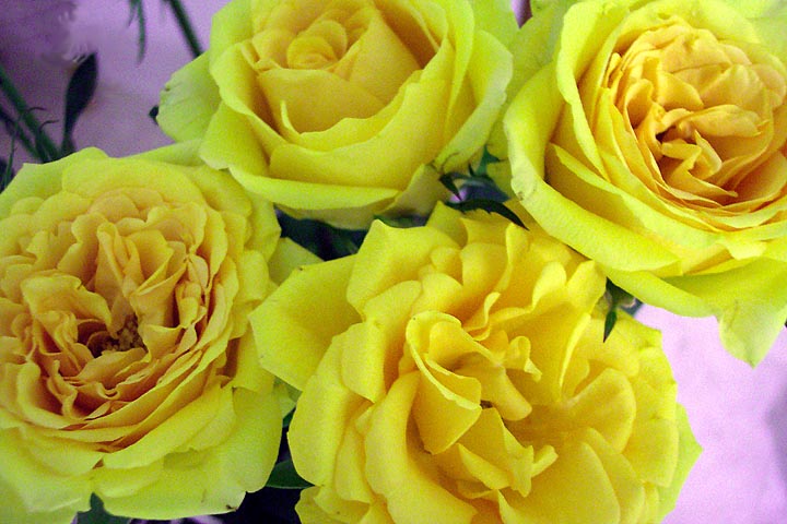 Yellow roses are pretty in bunches