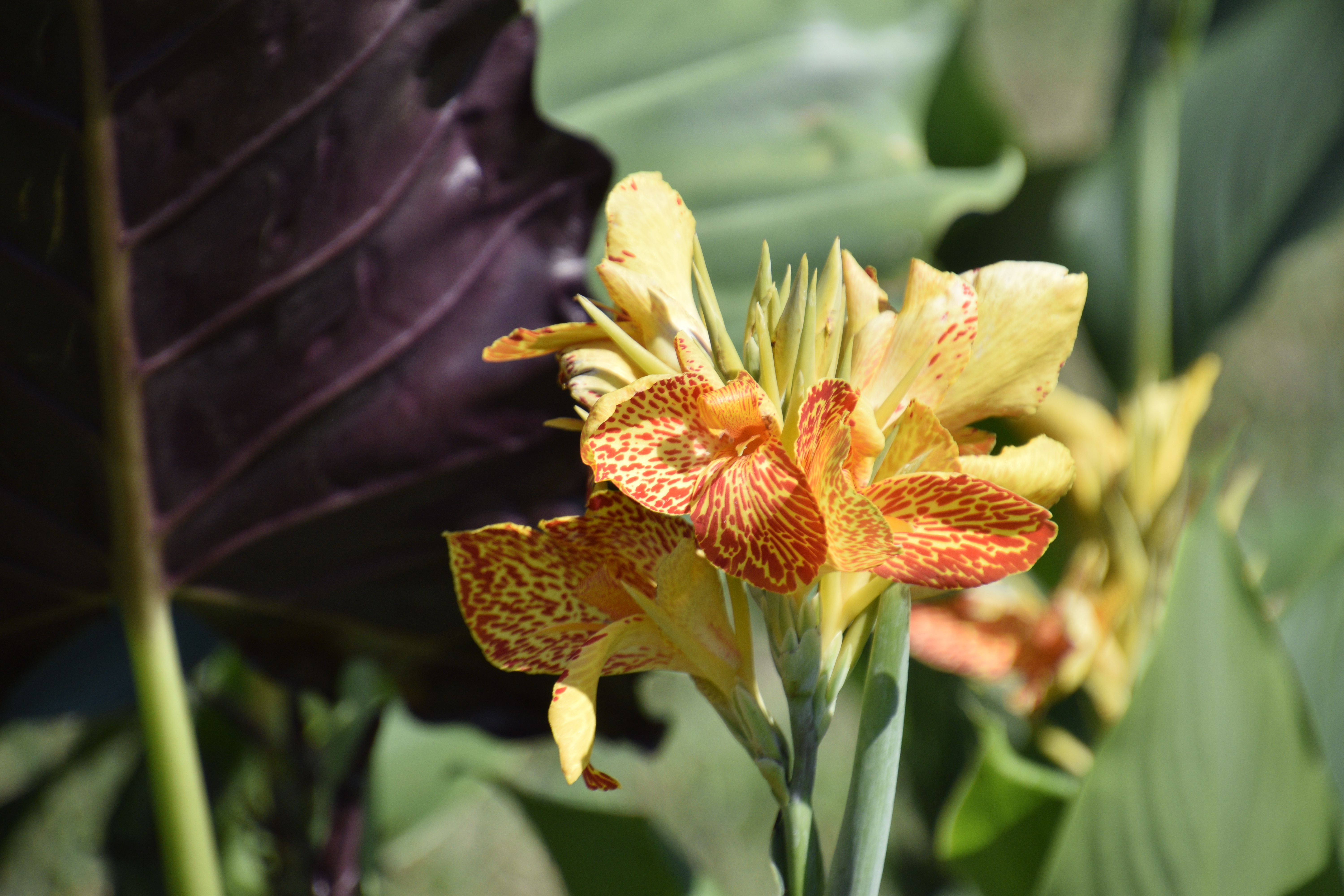 yellowandorangeiris.jpg