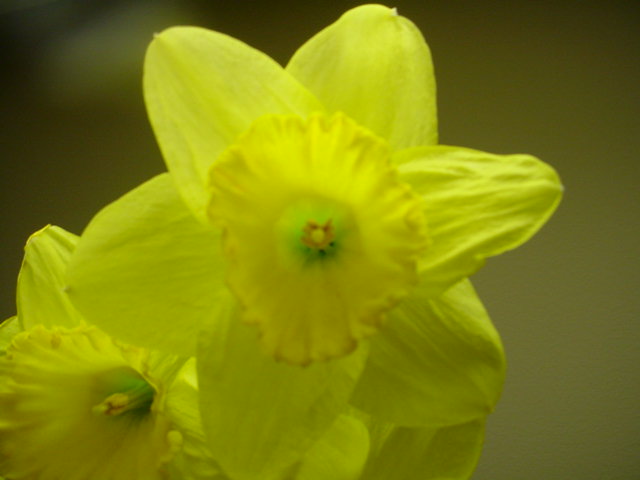 yellowdaffodil.jpg