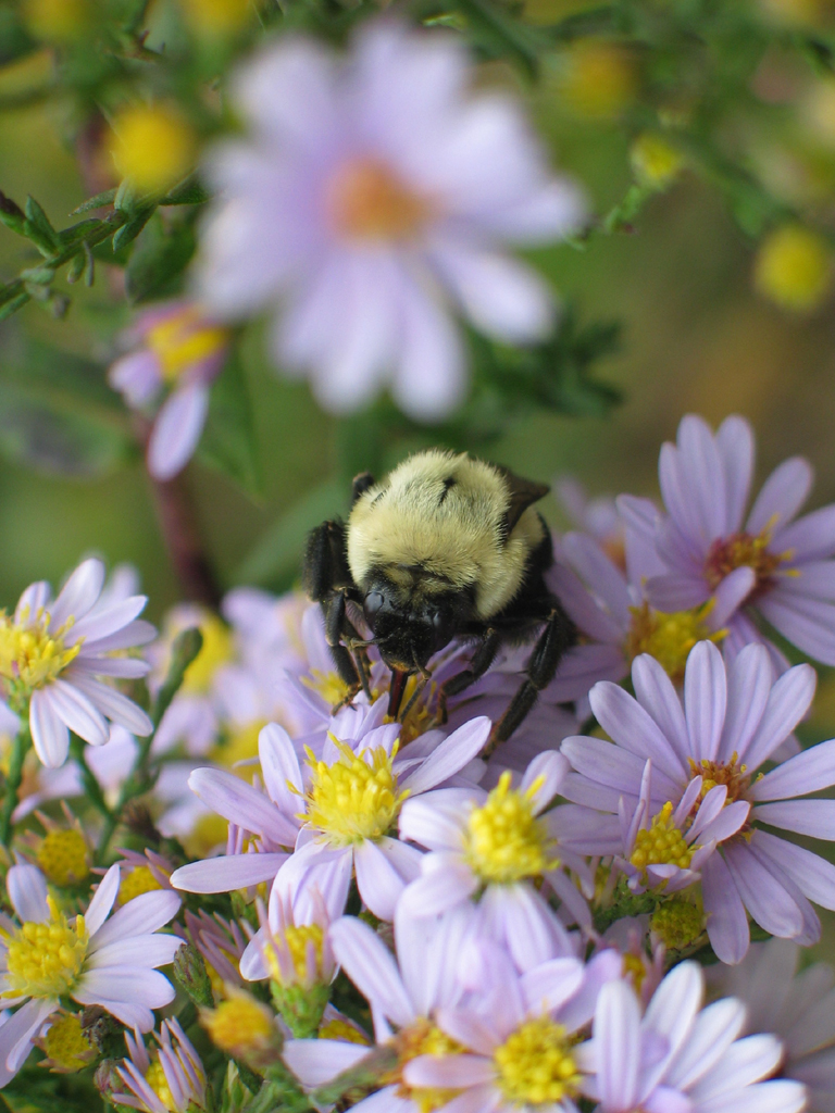 Yellow-faced Bumblebee - Bombus vosnesenskii