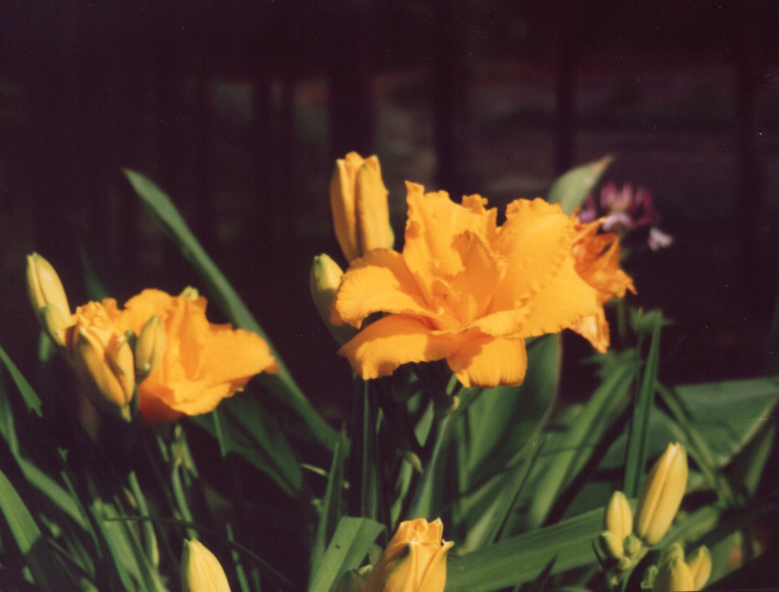 yellow flower