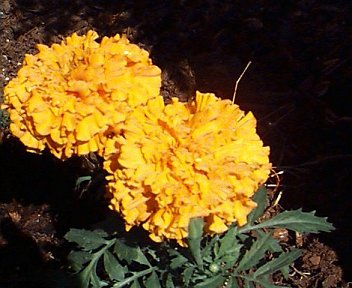 Bright Yellow Marigolds