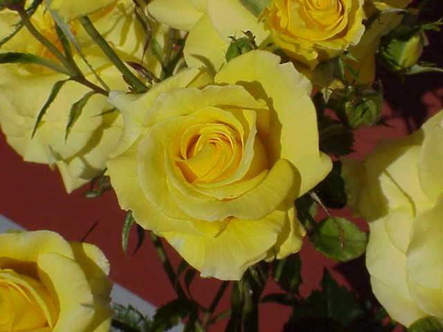 Yellow roses of Chilliwack