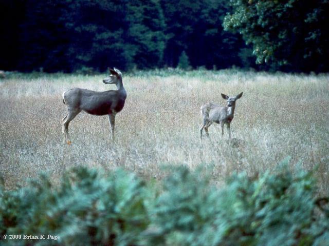 yosemitemuledeer.jpg