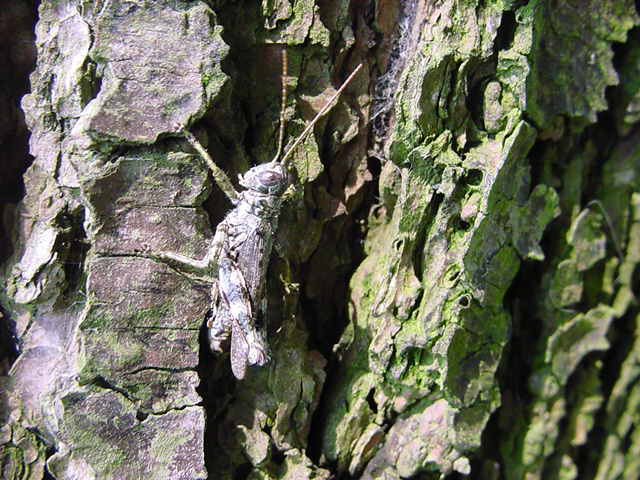 Young Grasshopper in camouflage