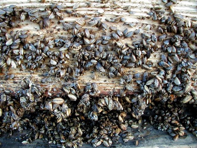 Zebra Mussels on dock at marina