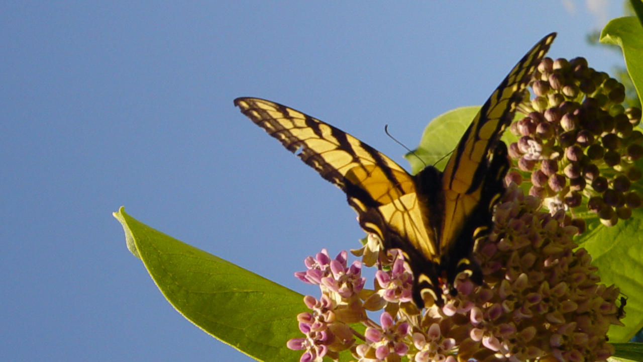 zebra_swallowtail.jpg