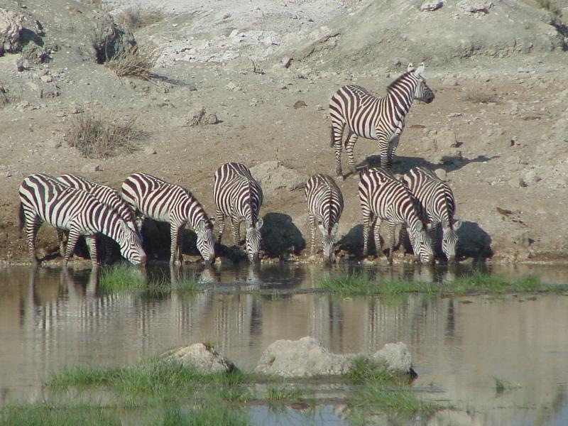 Water Hold Zebra