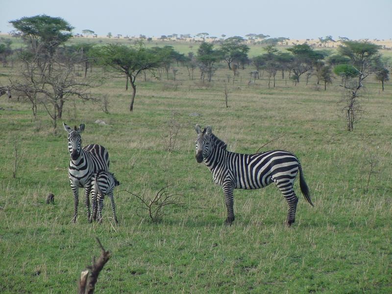 Zebra Family