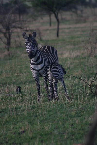 Mom and baby Zebra