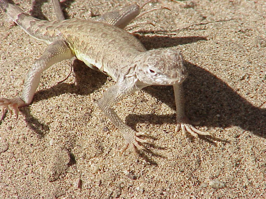 Zebra-tail Lizard Closeup