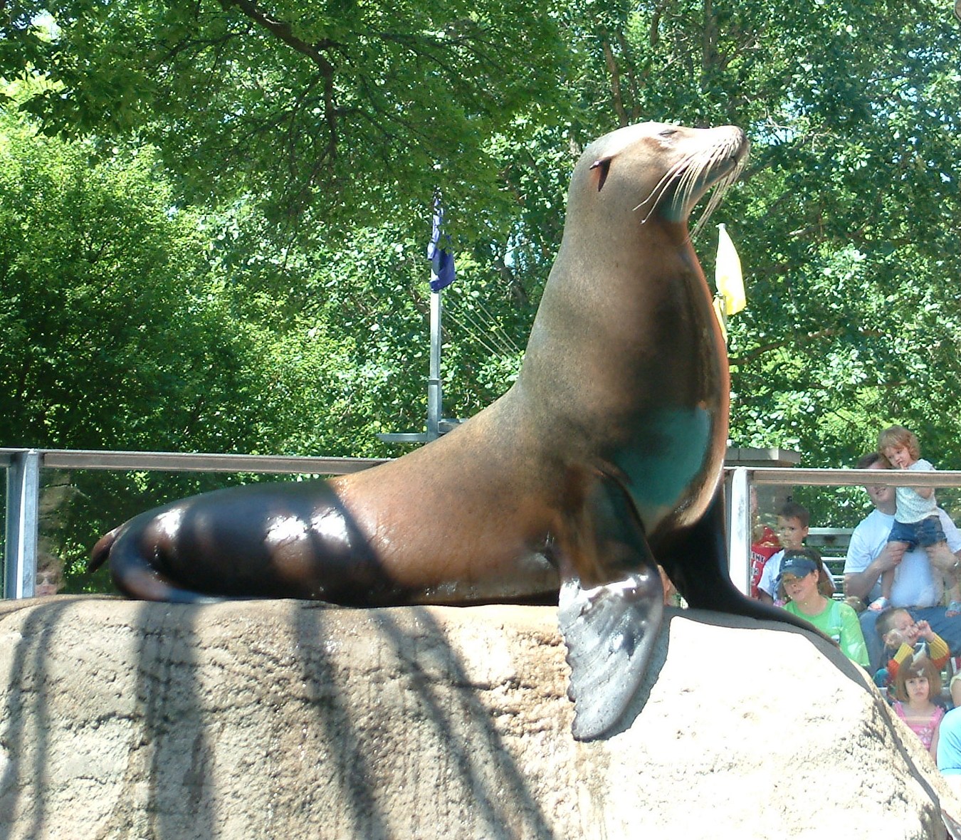 Sea Lion at Glen Oak Zoo