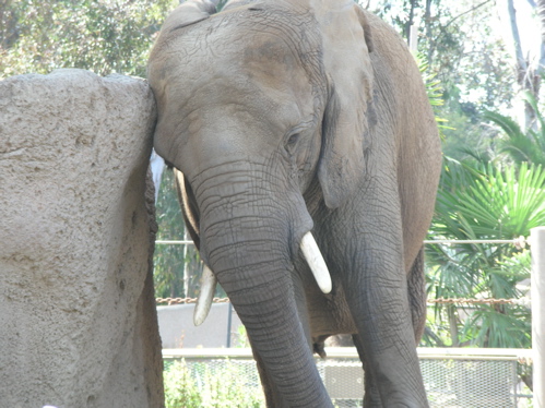 Elephant