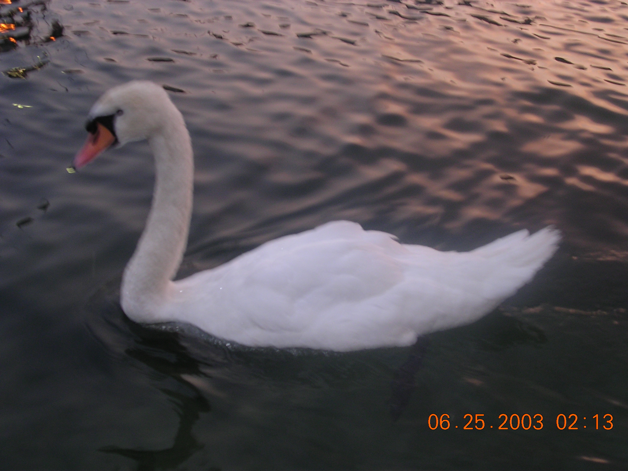 Swans of Zurich