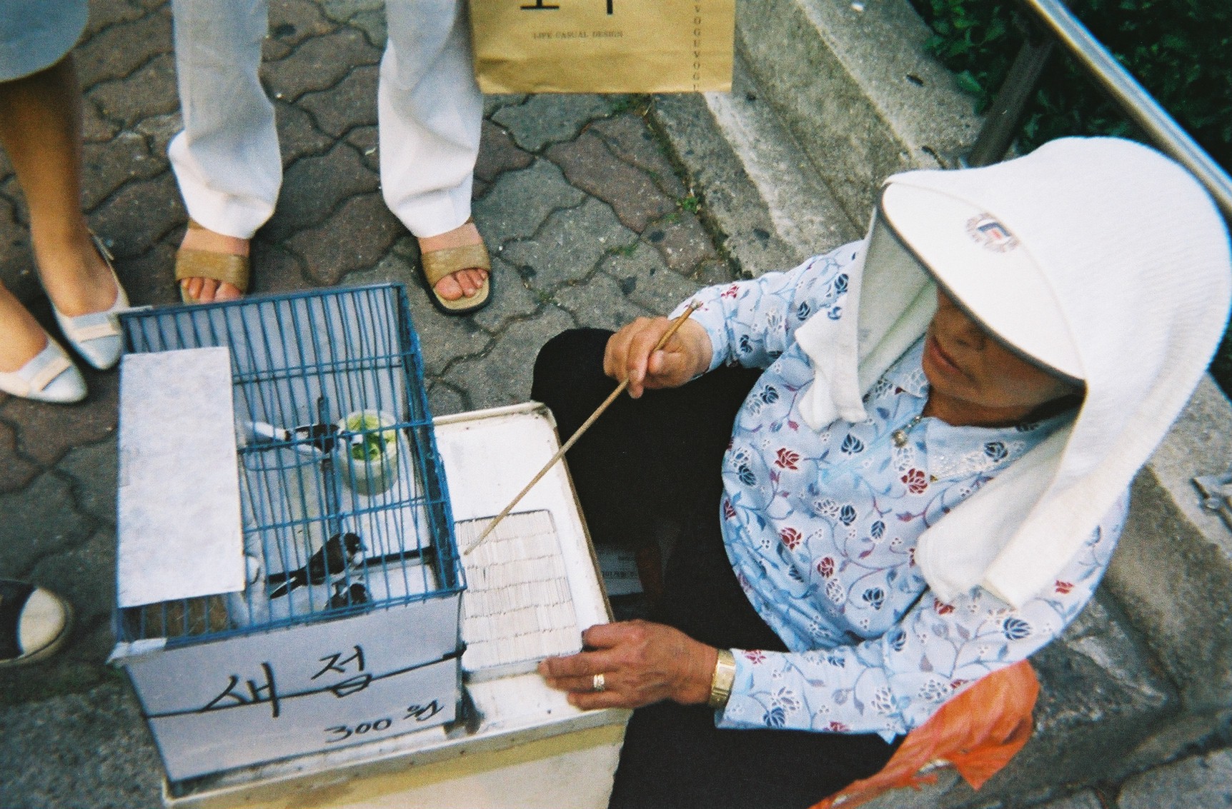 Korean fortune-telling bird is trained to choose a fortune from the box