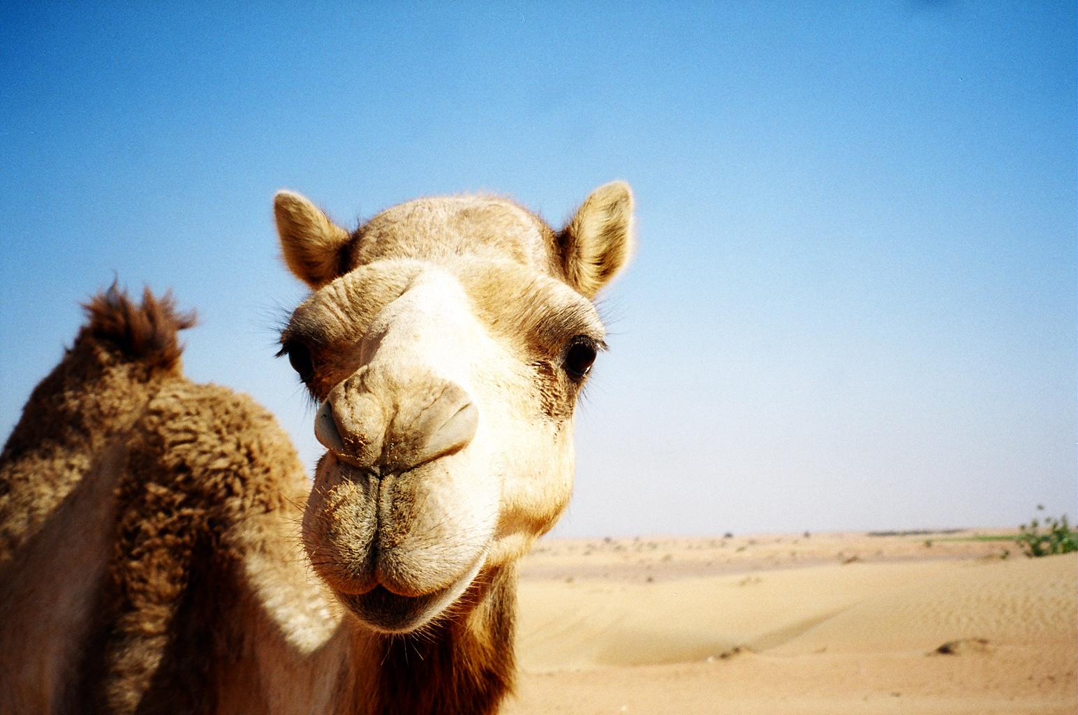 Camel in the desert | Pics4Learning