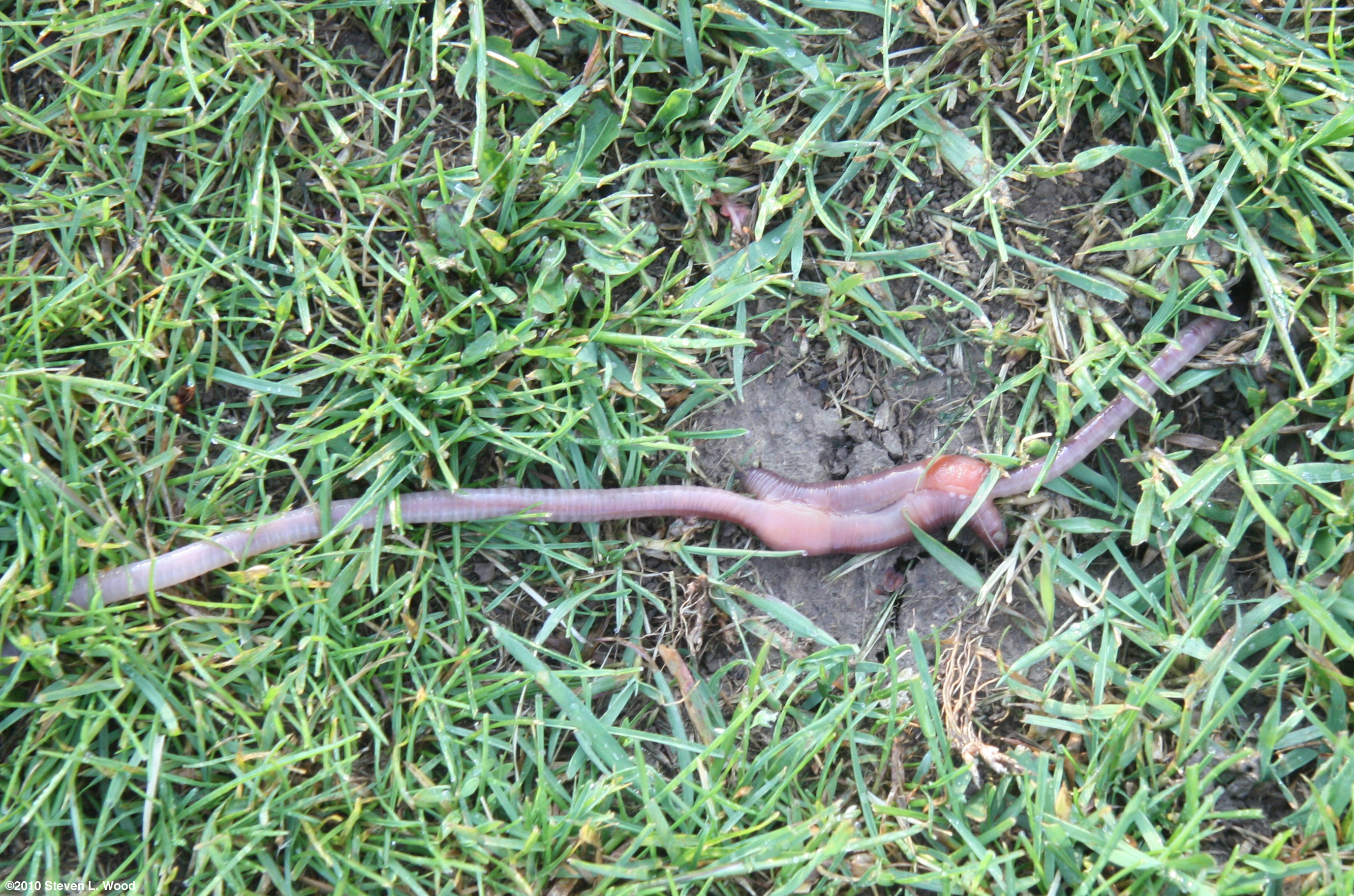 Earthworms mating