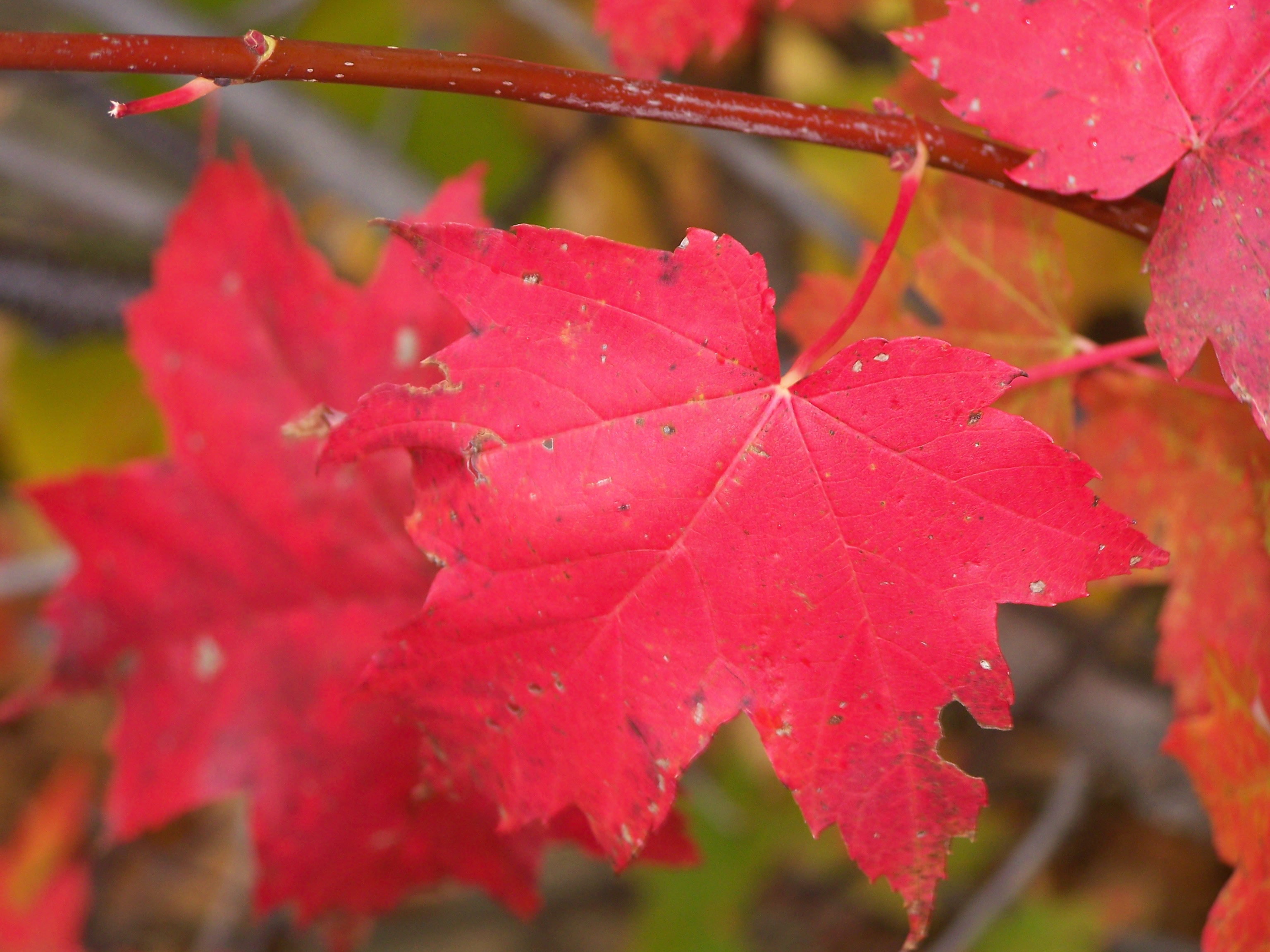Red Maple Leaf | Pics4Learning