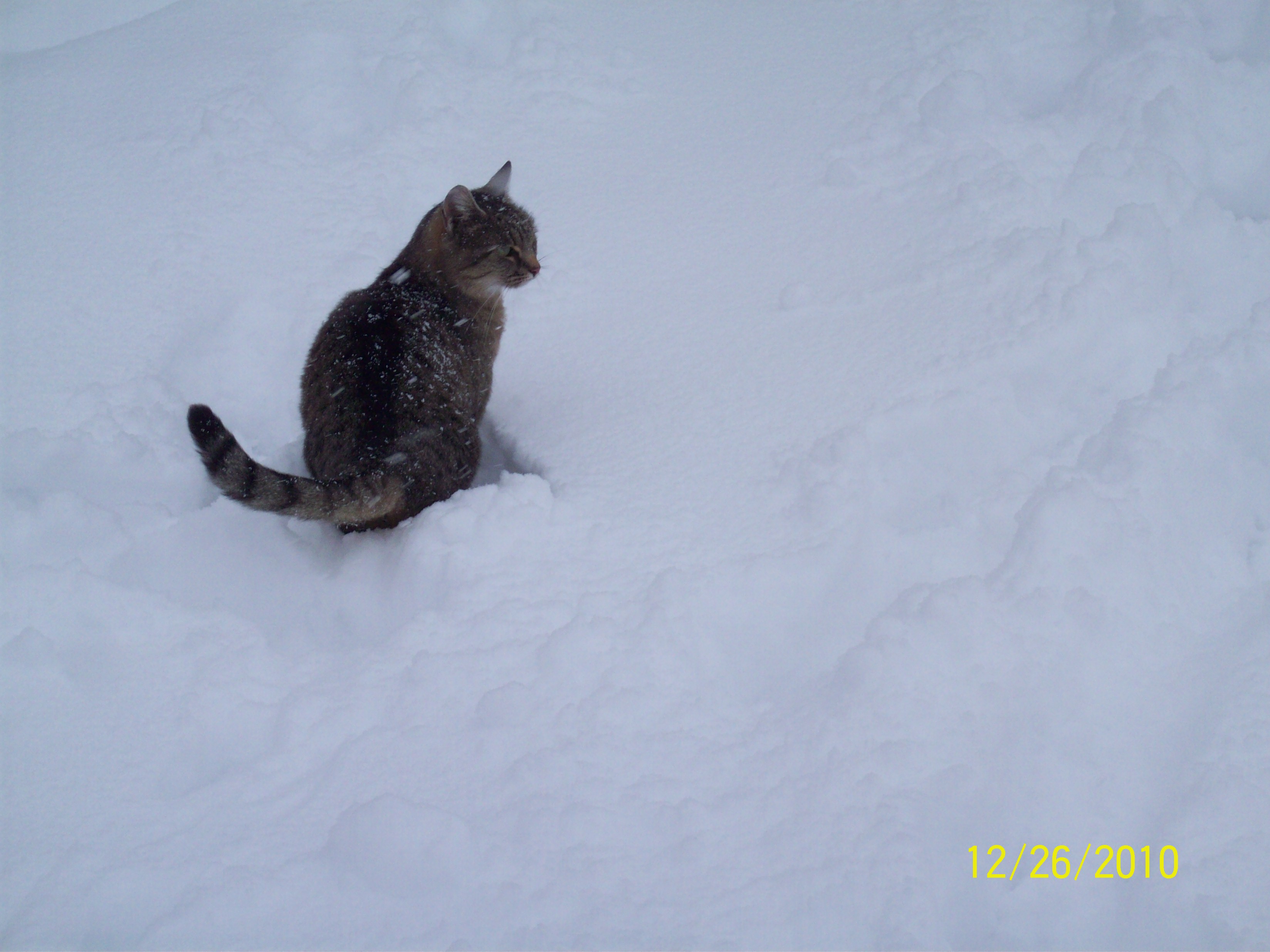 Snow kitty Pics4Learning