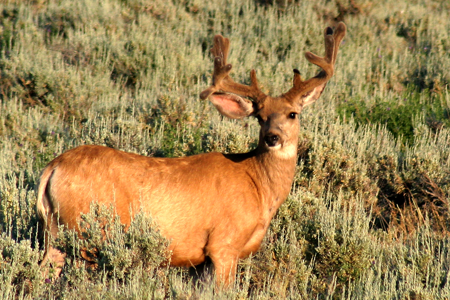 Big Buck | Pics4Learning