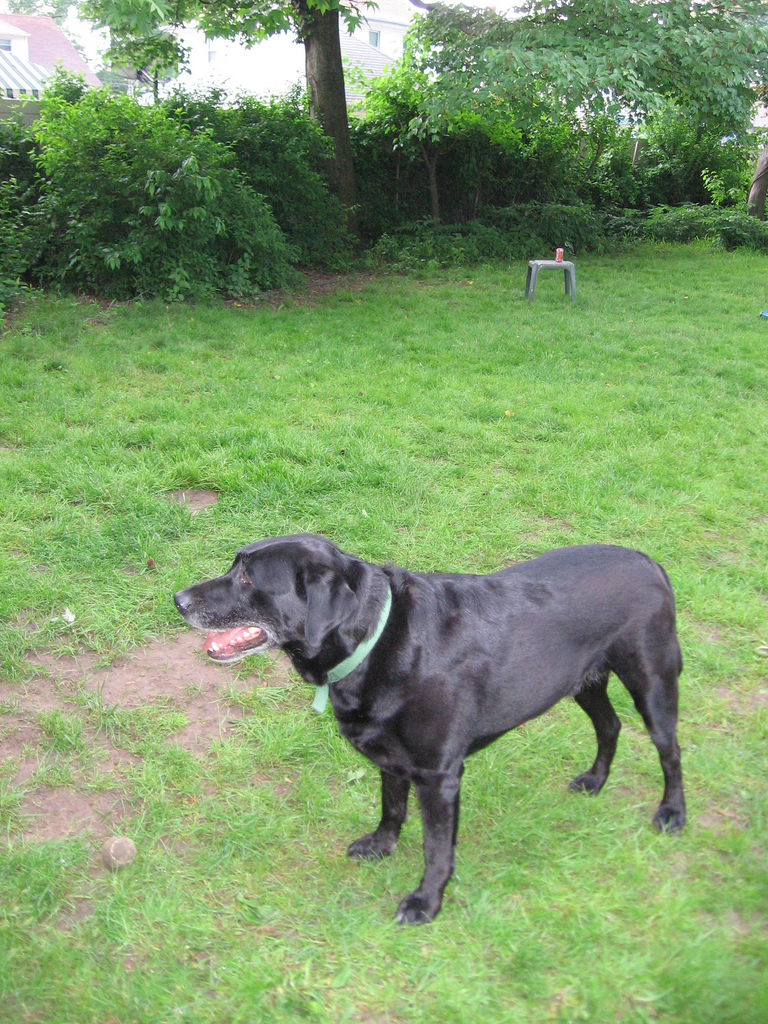 Black Lab in the Backyard | Pics4Learning
