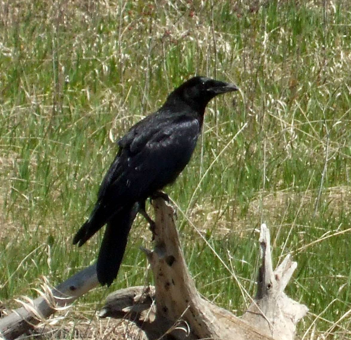 A CROW | Pics4Learning