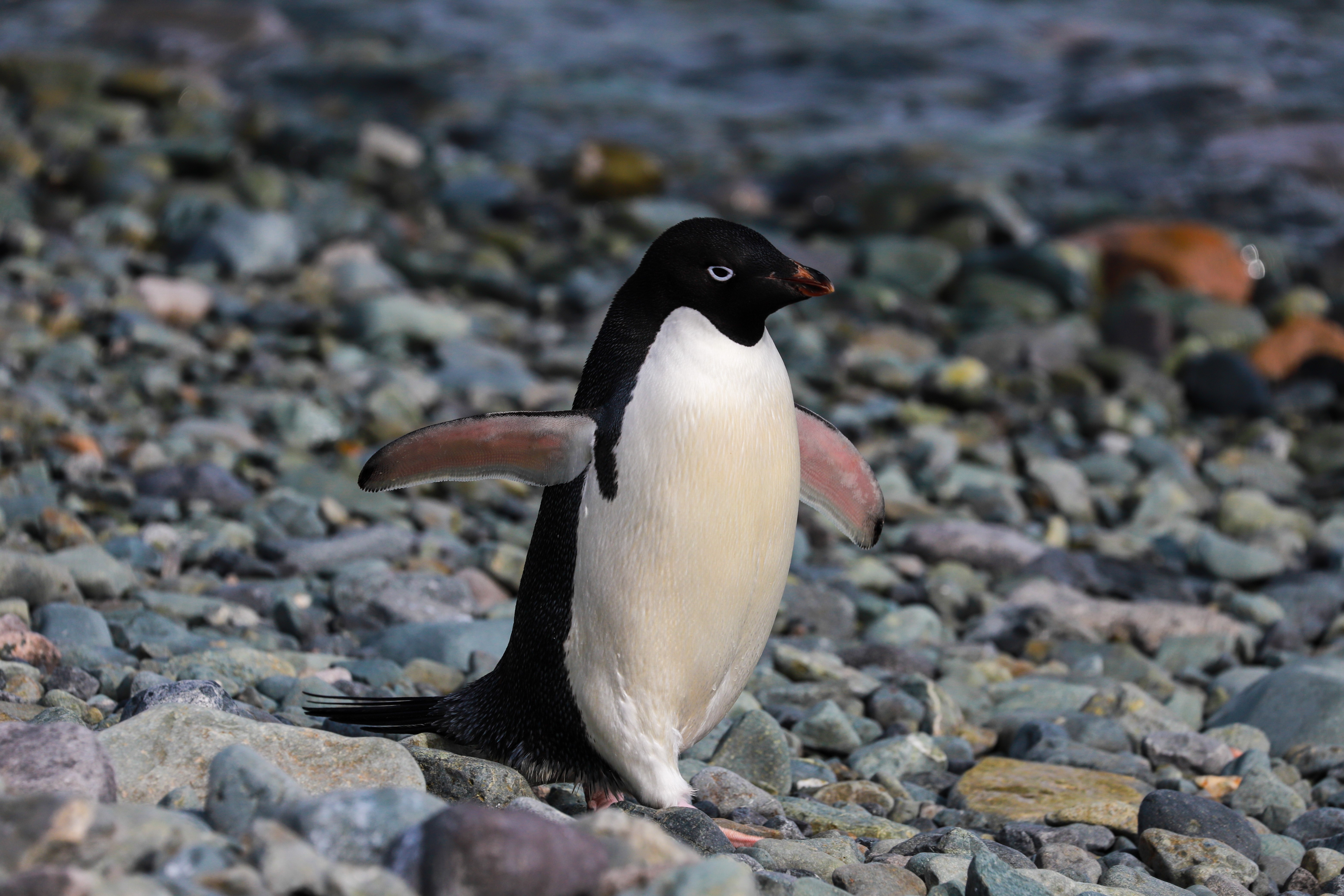 Penguin in Antarctica