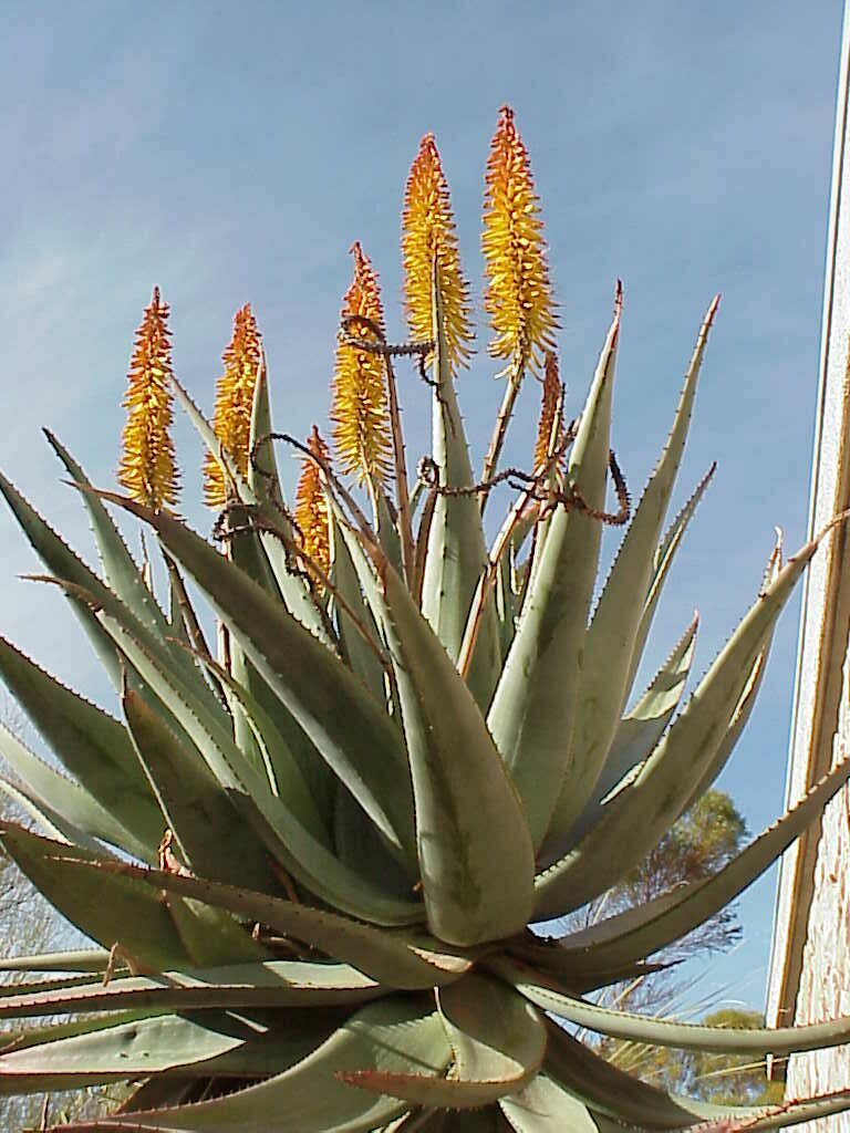 Agave Flowers | Pics4Learning