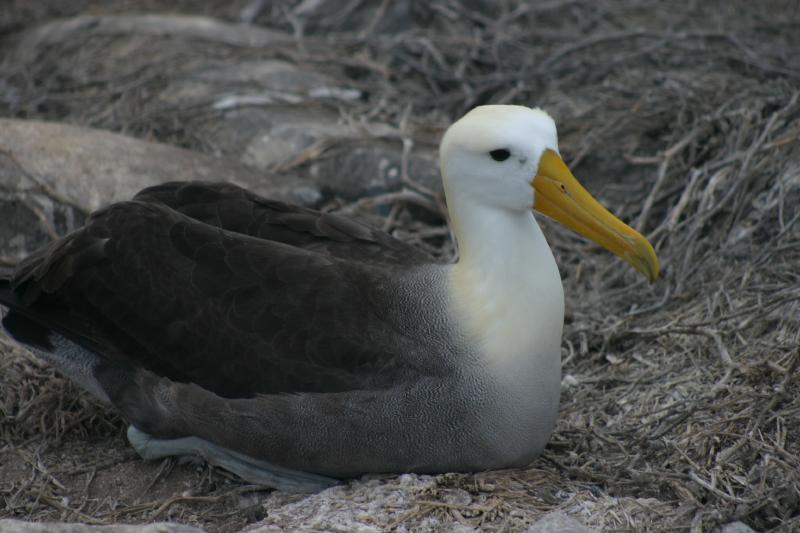 Albatross Nesting | Pics4Learning