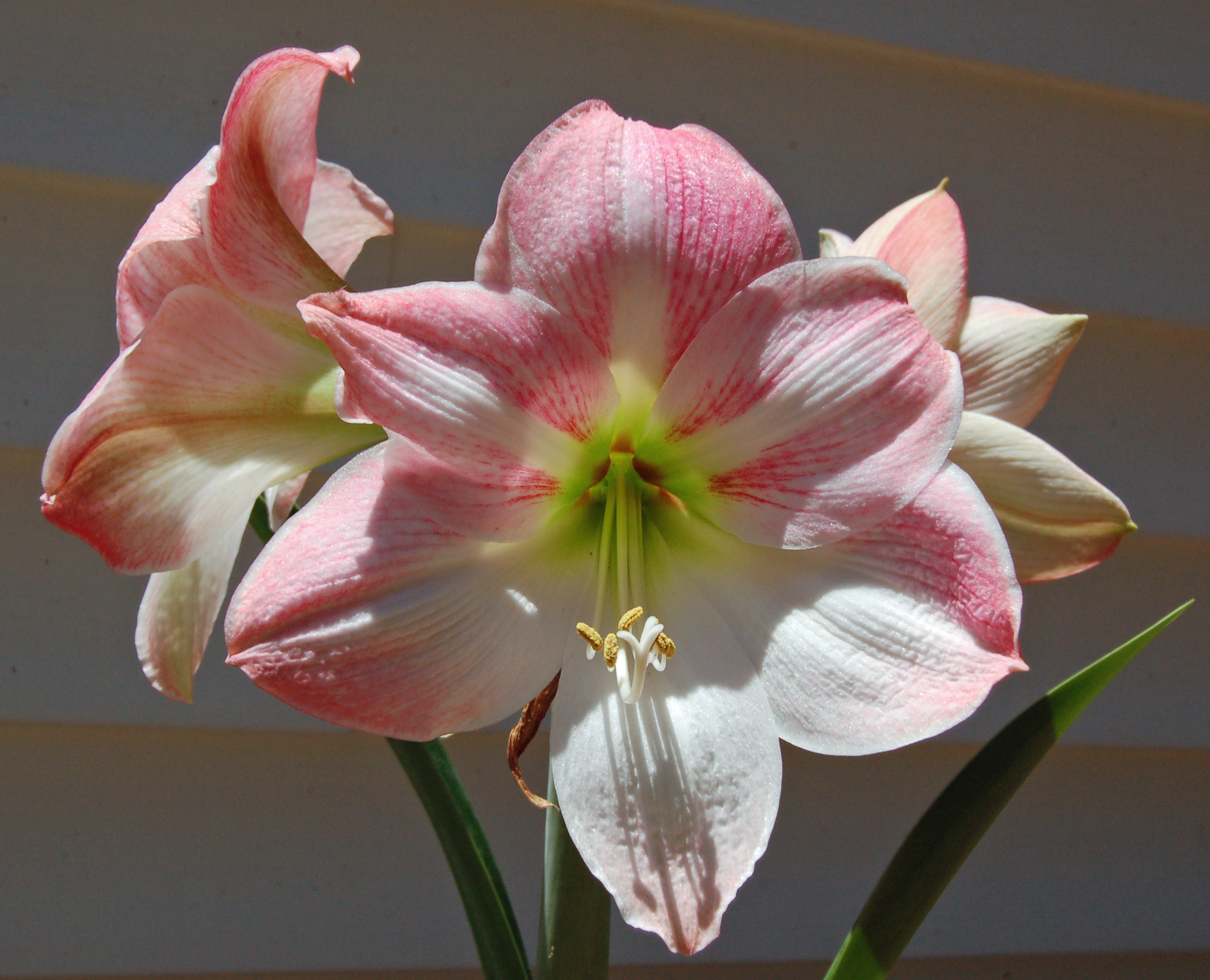amaryllis blooms Pics4Learning