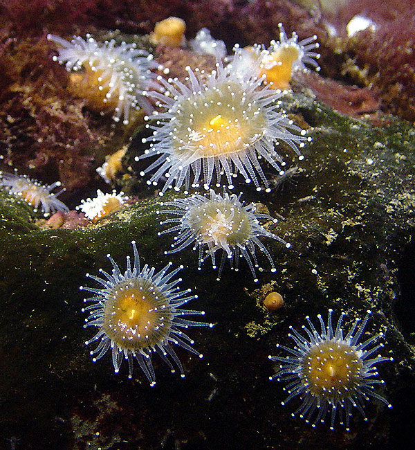 Sea Anemone | Pics4Learning