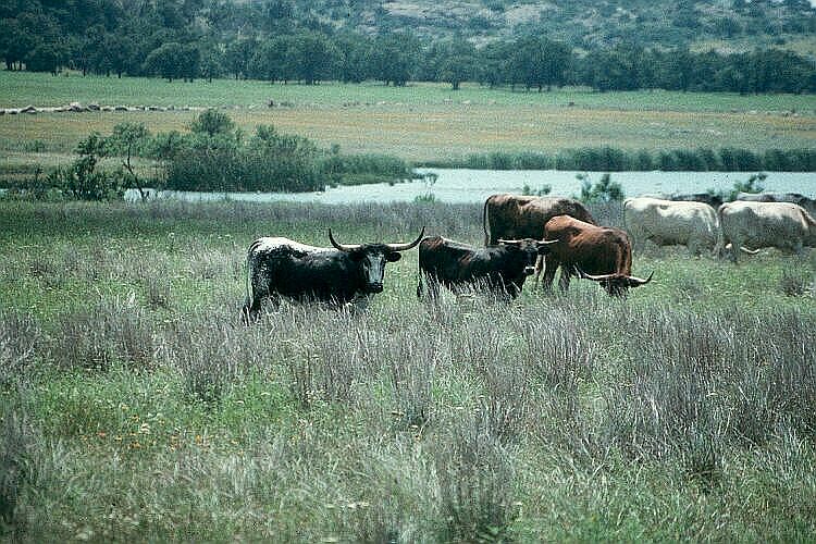 Longhorn Herd in Flowers