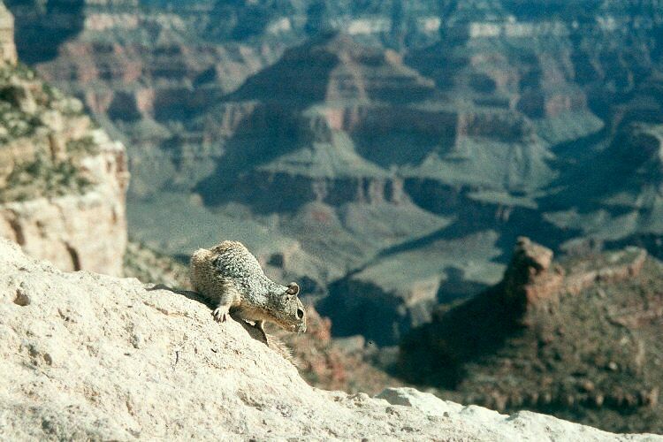 Rock Squirrel at Grand Canyon