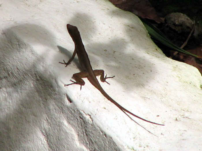 Anole | Pics4Learning