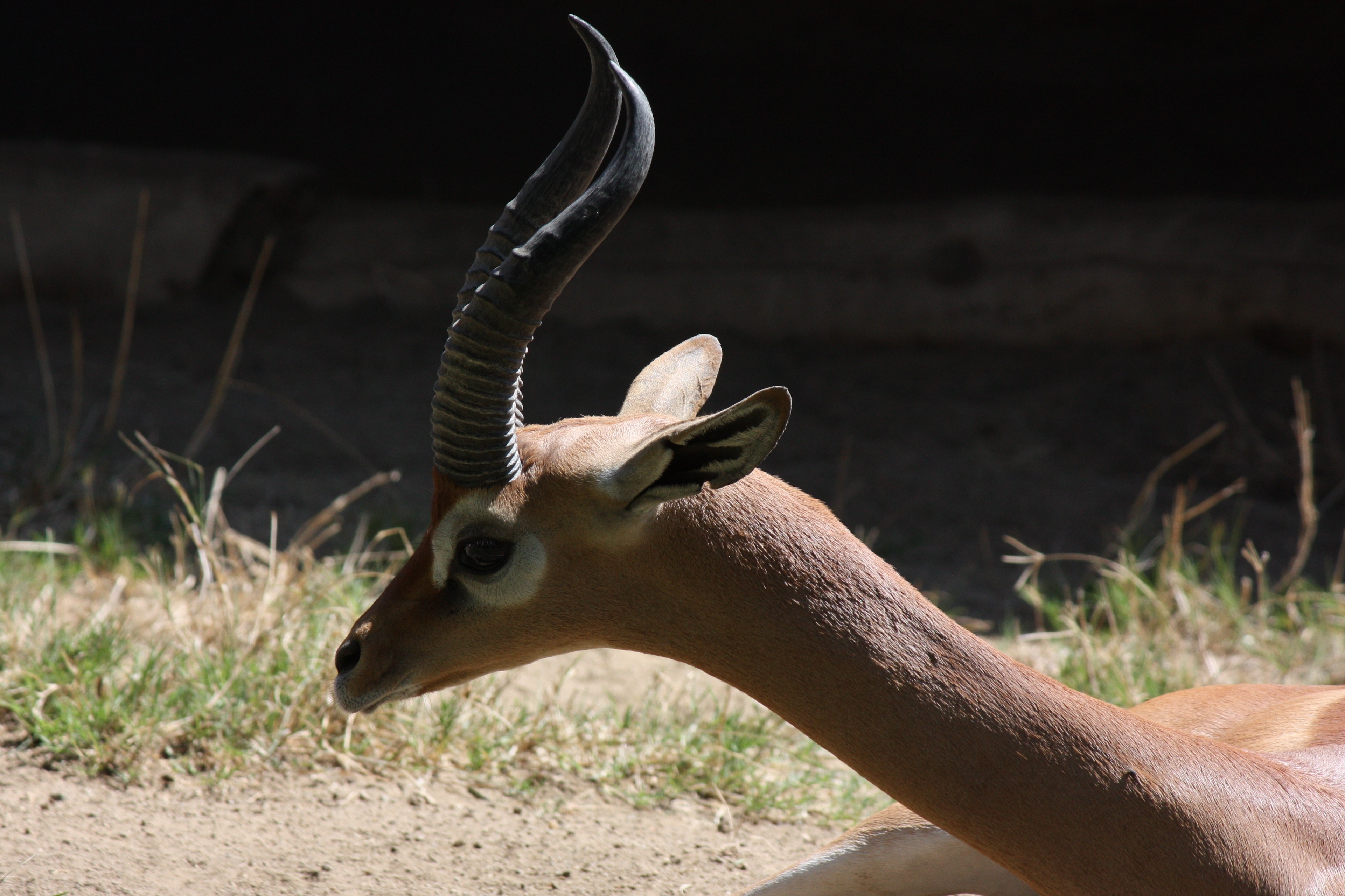 Antelope Resting Pics4Learning