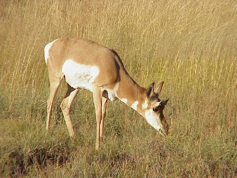 Antelope Pics4Learning