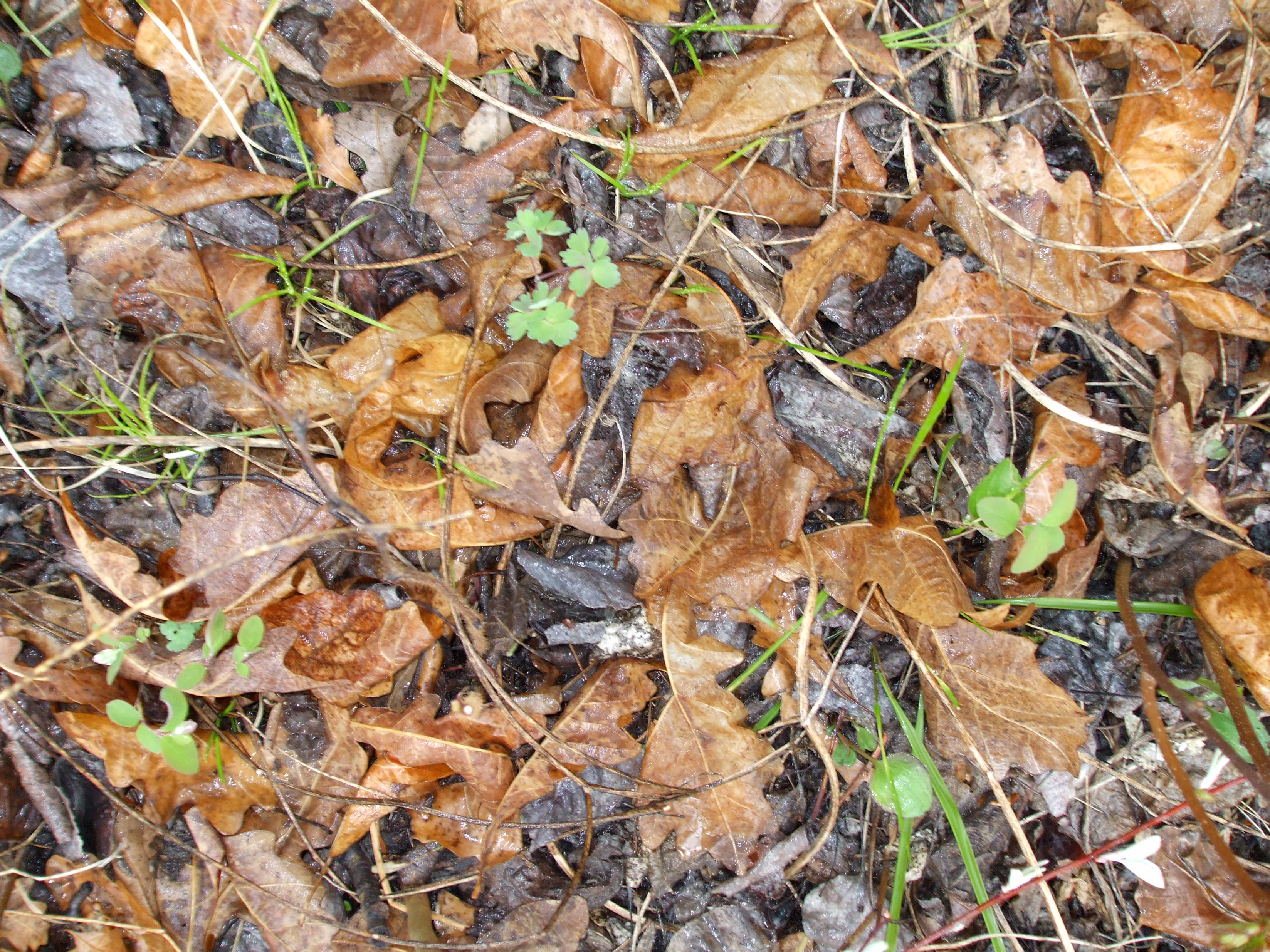 dead leaves Pics4Learning