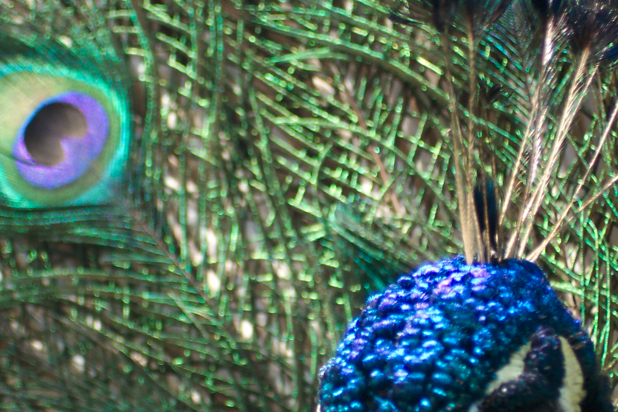 The Eyes Of The Peacock Pics4learning 8524