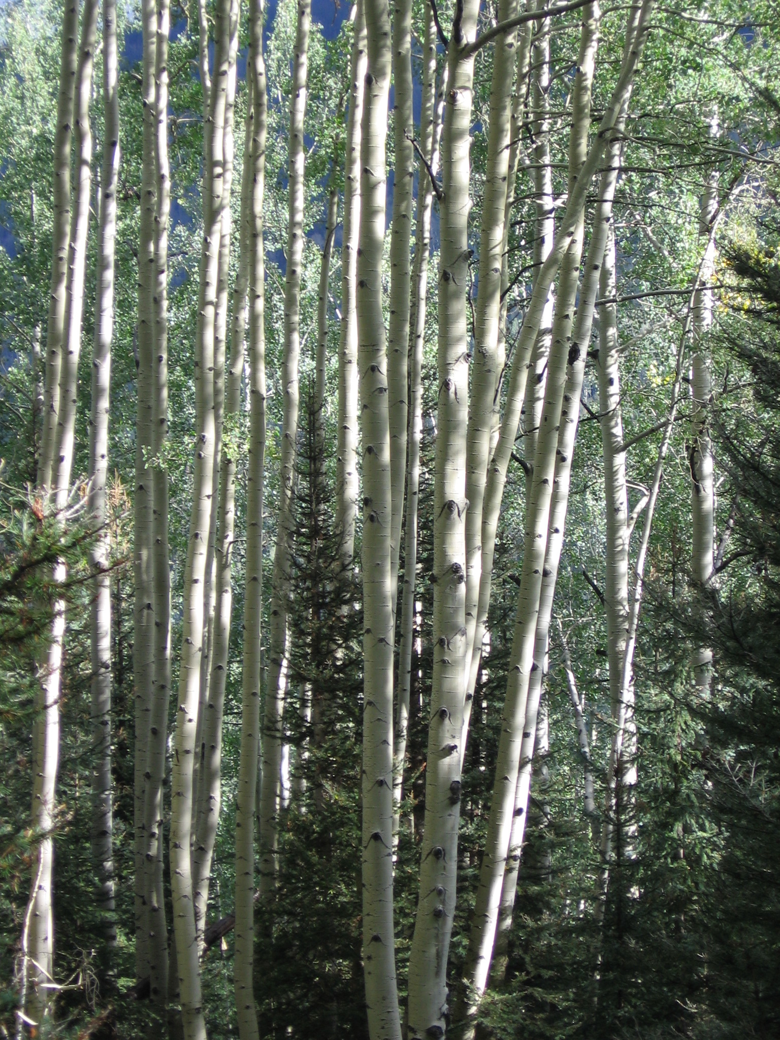 Aspen Grove | Pics4Learning