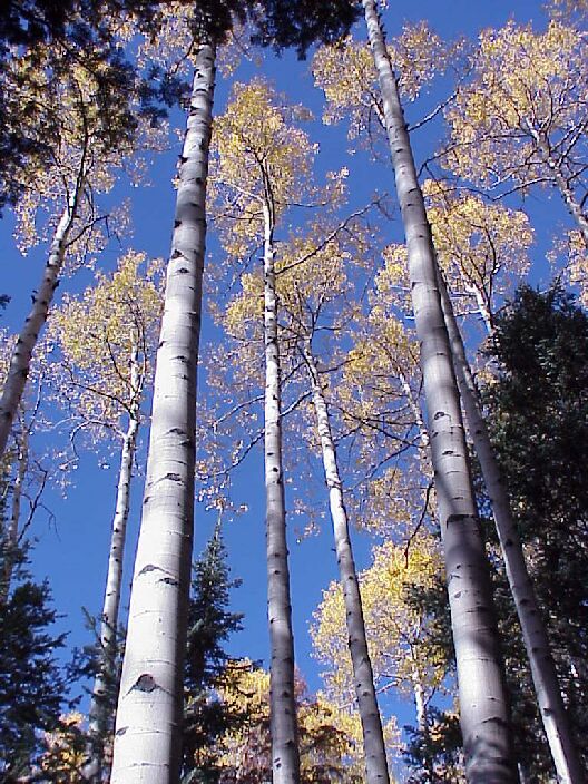 Tall Aspens in the Arizona Snow Bowl